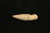 臺灣仿煙管蝸牛藏品圖，第1張